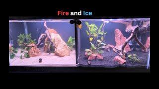 Fire and Ice Giant Betta Aquascape tutorial