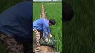 Why Are Chinese Farmers RELEASING Crabs Into Rice Fields! 