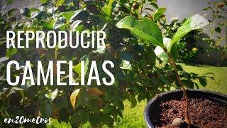 Cómo REPRODUCIR CAMELIAS fácil y rápido (crecen solas por decenas!) || en20metros