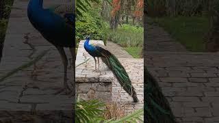 Peacock at the river