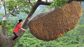 Harvest Giant Honey Beehive Goes to market sell - The Liquid Gold From Nature