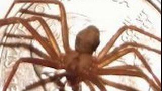 Brown recluse spiders PSA: Can you handle the truth?