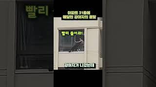 아파트 31층에 매달린 강아지의 충격적인 결말  a puppy hanging from the 31st floor