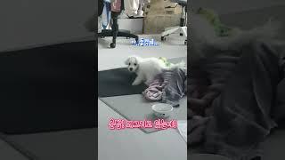 사고 치고 있다가 들킨 춘밤이의 최후의 수단