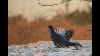 A cercar Forcelli sulle Alpi Cozie  della valle Maira. 4K Video