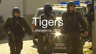 Tigers | Macedonia, 2001