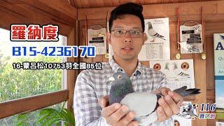 【Super Pigeon】Breeder，Gaby：Wittenbuik & Bliksem line丨Ronaldo B15-4236170丨Annick Goeteyn