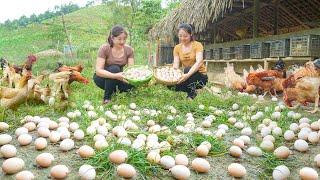 Sell ​​many chicken eggs to sister(Ly Hieu Hieu) - Continue to take care of develop Thanh Hien farm