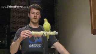 HOW TO MAKE: Portable Parrot Perch