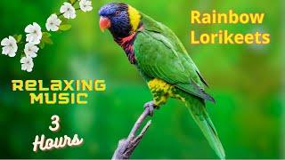 3 hours Birds Video with Music || Relaxing Music Nature Sounds Birds / Rainbow lorikeets