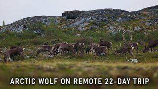 Arctic wolf loses big herd, finds us on 22-day wilderness trip