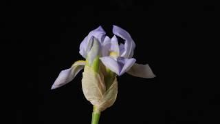 Iris flower opening and dying time lapse