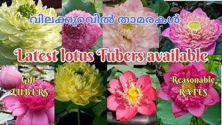 Latest tropical lotus varieties for sale @Petalssphere|| With subtitles (English | Hindi | Tamil )