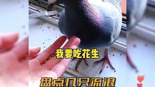 盘点手养流浪鸽子蛋的迷惑日常#动物#鸽子【宠物小豌豆】