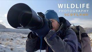 Wildlife photography in Scotland | Behind the scenes, hiking in the mountains, photographing stags