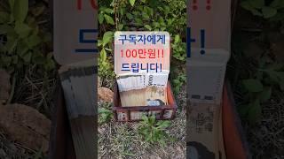 구독자 100만원 이벤트!! #보물찾기 #보물 #돌림판 #보물상자 #해적왕 #트레져헌터