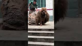 Tibetan Mastiff | Am half way being groomed | Susan kamaru