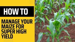 How to manage your maize for super high yield