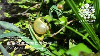 No.03　ニホンアマガエル編／東京の生き物たちの今