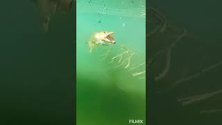 fish kaching amazing  wowww shocking    don't miss it