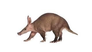 Aardvark Facts