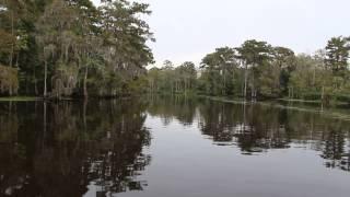 Boat ride Louisiana's pine swamps