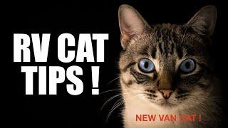 TIPS to RV CAT in VAN  NEW CAT TRAVELS HAPPY in CAMPER VAN ‍⬛