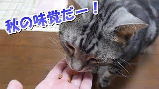 秋の味覚だー！猫も旬の食べ物（アメリカンショートヘア）