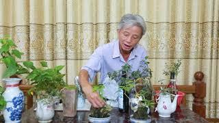 Cách chăm sóc cây mini l Dương Cây Cảnh