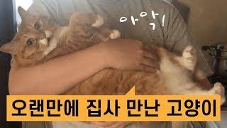 오랜만에 집사 만난 고양이