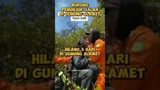 Burung penunjuk jalan di gunung slamet #shortvideo #shorts #short