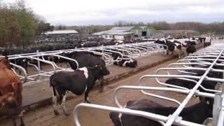 Farmers turning back to concrete, topless cubicles