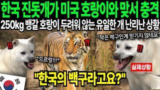 "이런 개는 처음 봤다" 한국 진돗개 미국 호랑이 싸우자 난리난 상황