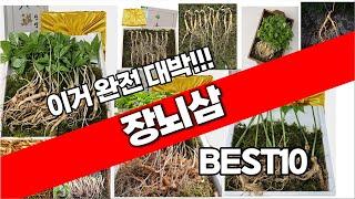 장뇌삼 추천 베스트 2024 최신버전 BEST10