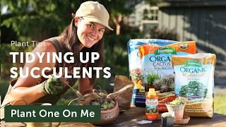 Tidying SUCCULENT Displays Before Garden Tour — Ep. 384