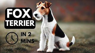 Fox Terrier in 2 mins: Energetic, Smart, and Full of Personality – Is This the Right Dog for You?