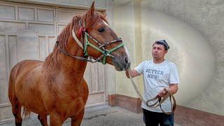 УЛУГБЕКДА КУЧЛИ ОТ СОТИЛАДИ