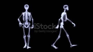 How bones move during walk... Animation