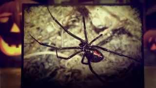 Scary Bug | Insect | Rodent | Removal Sacramento | 916.987.9559