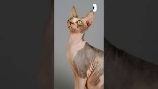 5 Hairless Animals You Won't Believe Exist!! #shorts #animals