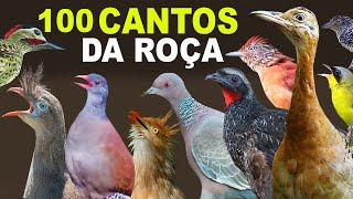 CANTOS DE AVES DA ROÇA | AVES CANTANDO na ROÇA | CANTOS DA ROÇA | CANAL AVES