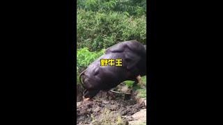 白肢野牛王叫囂老虎#解說版動物世界 #內容啟發搜索