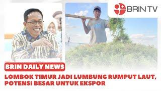 Lombok Timur Jadi Lumbung Rumput Laut, Potensi Besar Untuk Ekspor | BRIN DAILY NEWS (18/11/2024)