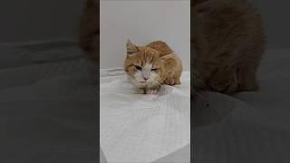 "Украла" кота Рыжика, чтобы сделать его счастливым