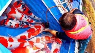 THE WORLD OF KOI - BUYING KOI IN JAPAN 2018