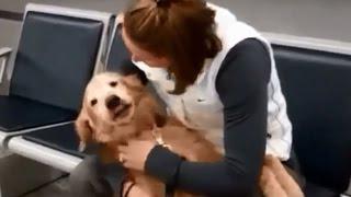 The Most Loyal Dogs - Dogs Really love their Owners Compilation