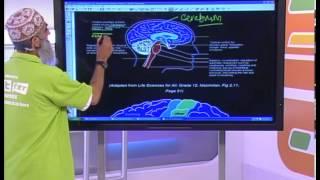 The Nervous System: Grade 12 Life Science