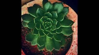 WHY DO SUCCULENT LEAVES TURN NARROW AND SLENDER | SUCCULENT CARE TIPS