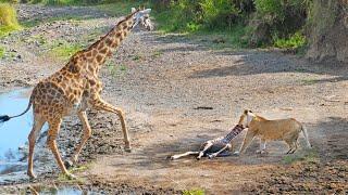 Intense Battle Between Lioness & Giraffe Over Her Newborn Baby