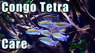 Why You NEED The Congo Tetra! Care and Breeding